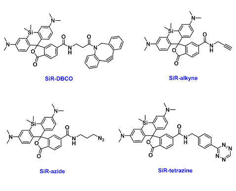 SiR-Click probes